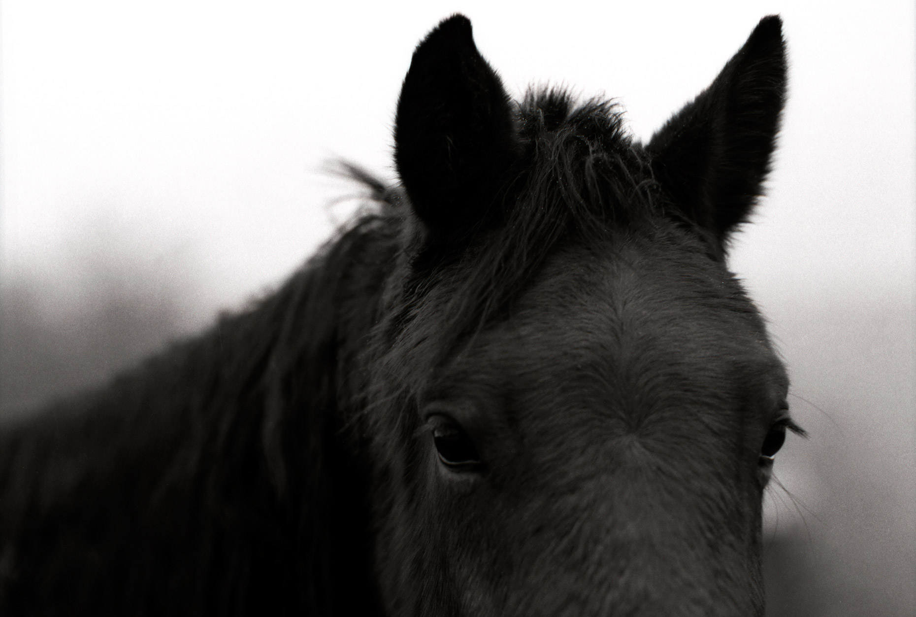 Amish-Horse-1.jpg